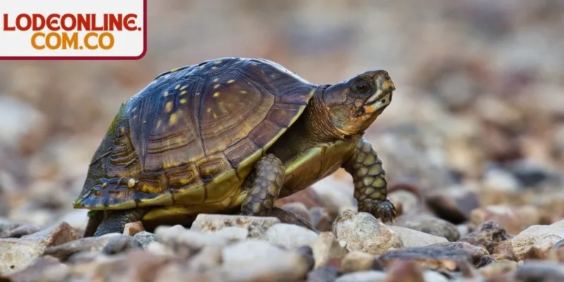 Nằm Mơ Thấy Rùa - Giải Mã Ý Nghĩa Ẩn Chứa Trong Giấc Mơ