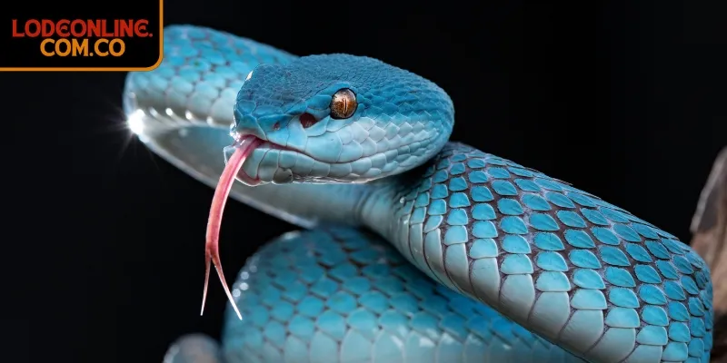 Mơ thấy bị rắn tấn công báo hiệu điều gì quan trọng